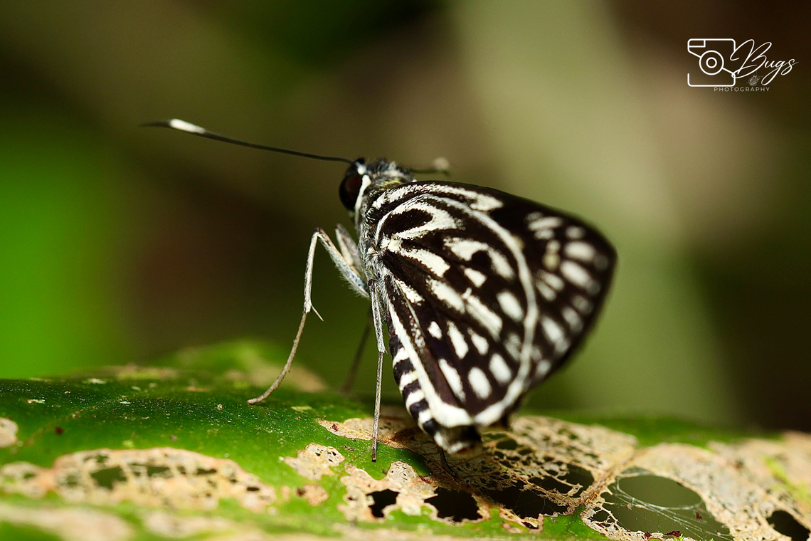 Chequered Lancer Butterfly, Kuching Plastingia naga Chequered lancer,Plastingia naga