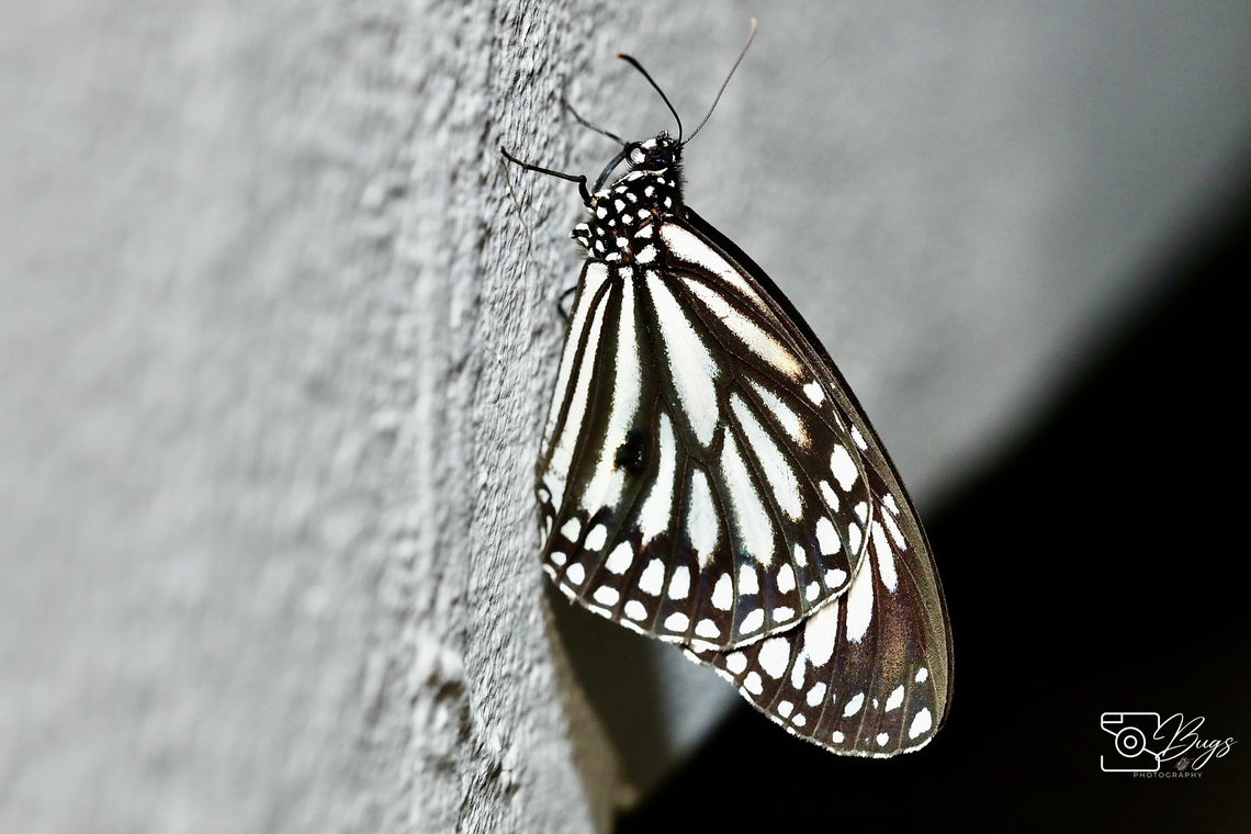 White Tiger Butterfly, Kuching Danaus melanippus Black Veined Tiger,Danaus melanippus