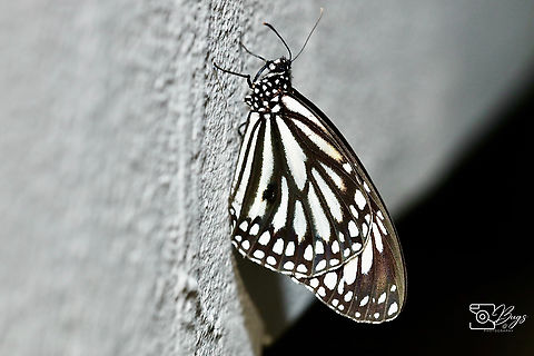 White Tiger Butterfly, Kuching Danaus melanippus Black Veined Tiger,Danaus melanippus