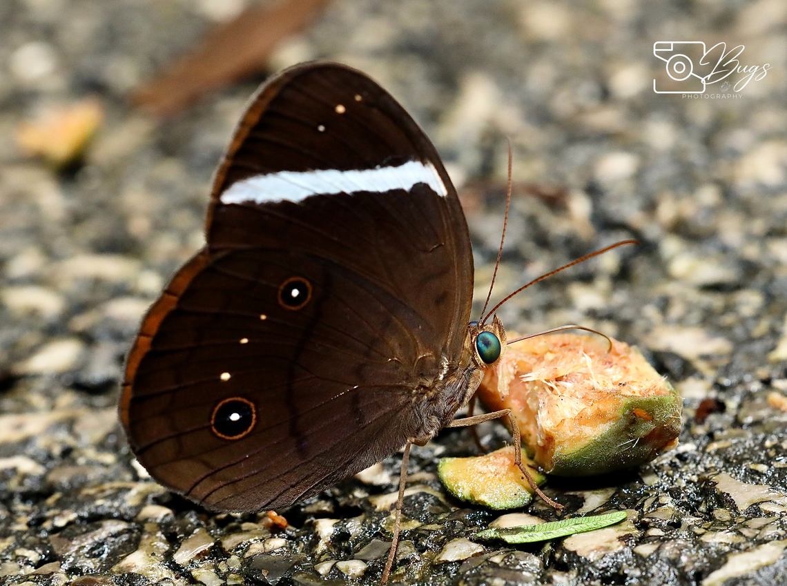 Banded Faun Butterfly, Kuching Faunis stomphax Banded Faun,Faunis stomphax