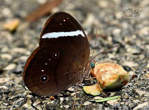 Banded Faun Butterfly, Kuching Faunis stomphax Banded Faun,Faunis stomphax