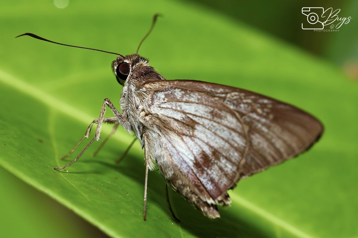 Hoary Palmer Skipper Butterfly, Kuching Unkana ambasa Hoary Palmer,Unkana ambasa