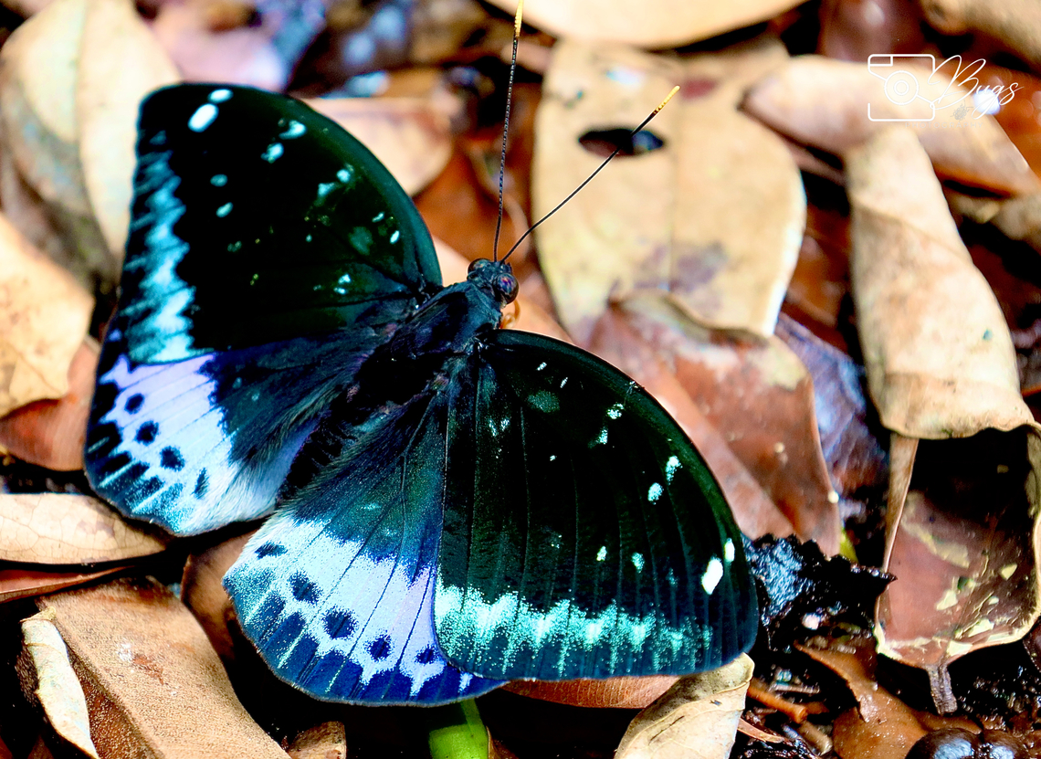 Male Common Archduke Butterfly, Kuching Lexias pardalis Common Archduke,Lexias pardalis