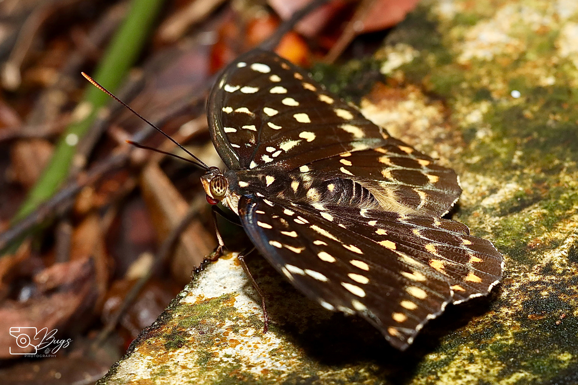 Female Common Archduke butterfly, Kuching Lexias pardalis Common Archduke,Lexias pardalis