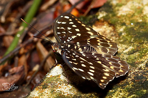 Female Common Archduke butterfly, Kuching Lexias pardalis Common Archduke,Lexias pardalis