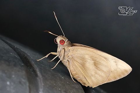 Banana Skipper Butterfly, Kuching Erionota thrax Erionota thrax,Palm redeye