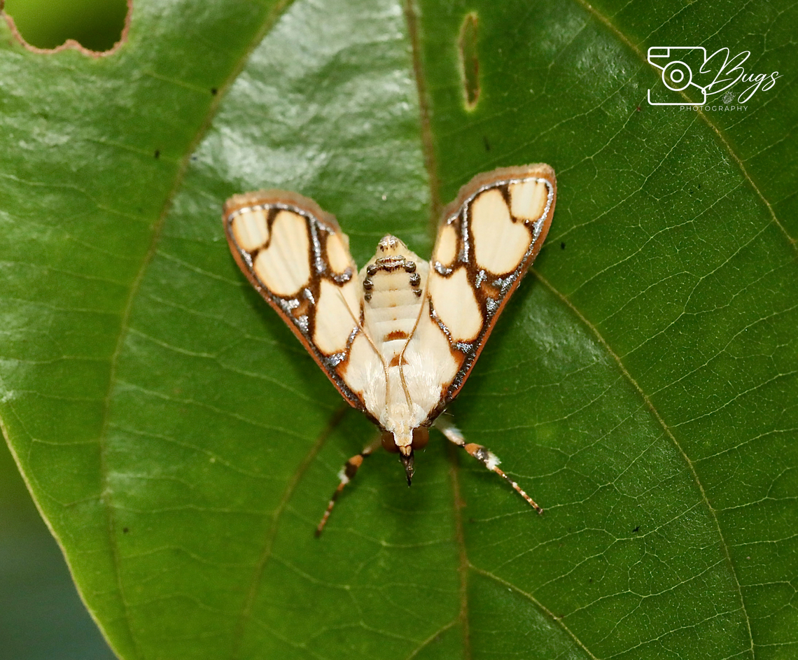 Moth of Borneo, Kuching Cirrhochrista fumipalpis Cirrhochrista fumipalpis