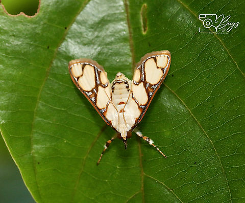 Moth of Borneo, Kuching Cirrhochrista fumipalpis Cirrhochrista fumipalpis