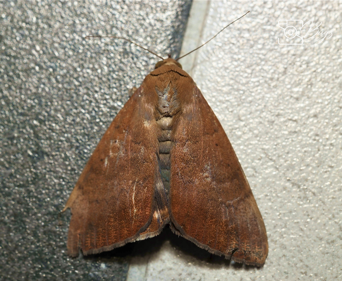 Noctuid Moth, Kuching Achaea serva Achaea serva