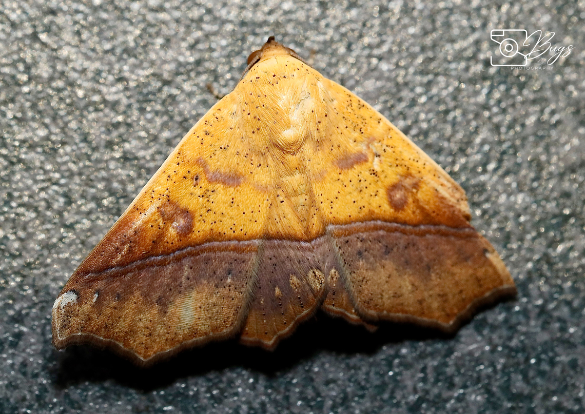 Moth of Borneo, Kuching Ophiusa trapezium Ophiusa trapezium