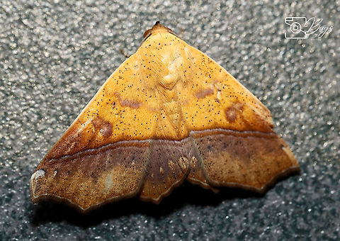 Moth of Borneo, Kuching Ophiusa trapezium Ophiusa trapezium