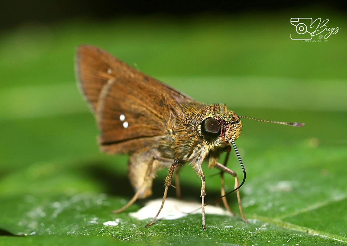Formosan Swift Butterfly, Kuching Borbo cinnara Borbo cinnara,Formosan Swift