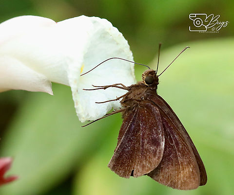 Chocolate Demon Butterfly, Kuching Ancistroides nigrita Ancistroides nigrita,Chocolate demon