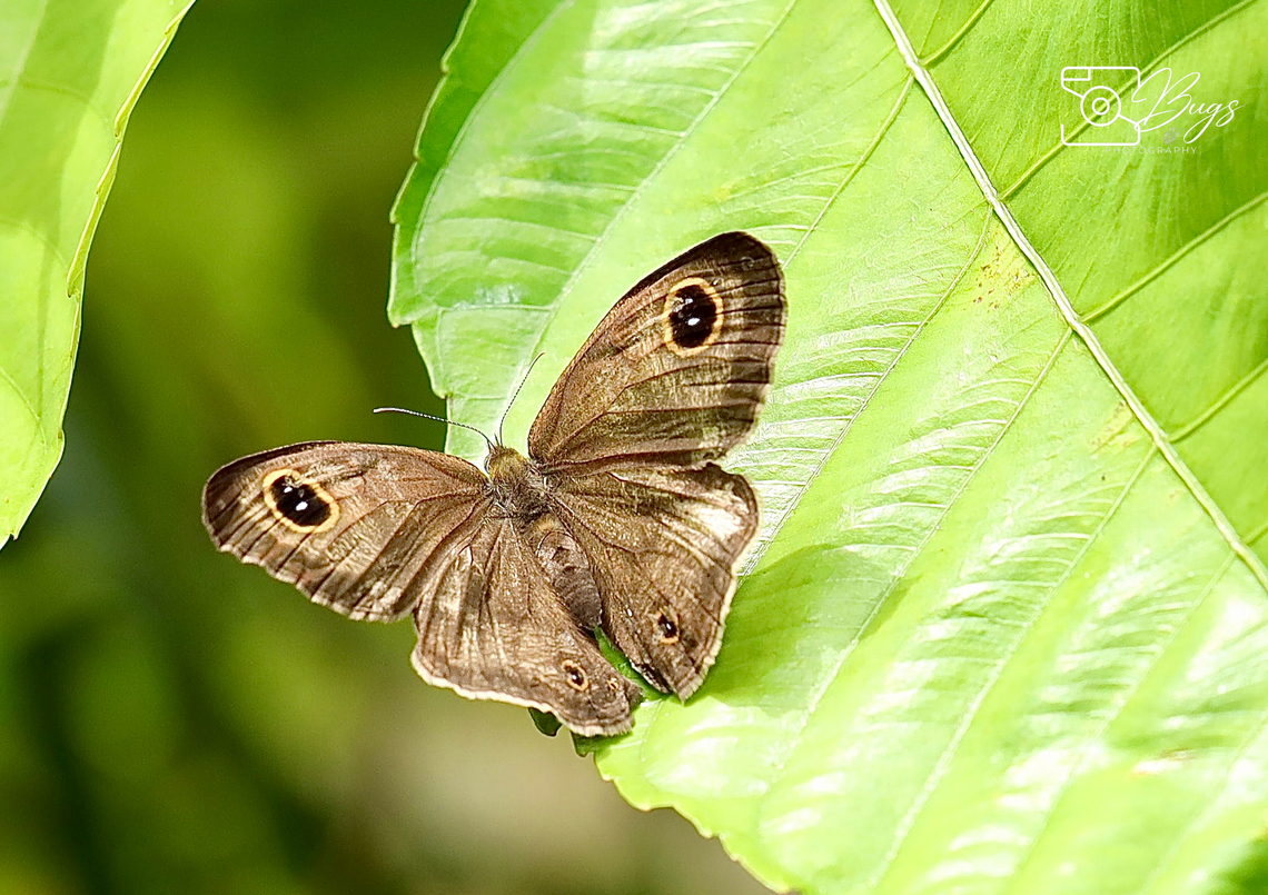 Malayan Five-ring Butterfly, Kuching Ypthima horsfieldii Malayan Five-Ring,Ypthima horsfieldii