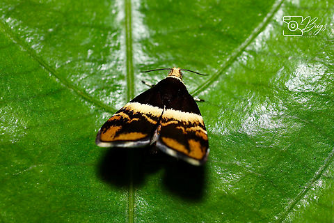 Moth of Borneo, Kuching Choreutis xanthogramma Choreutis xanthogramma