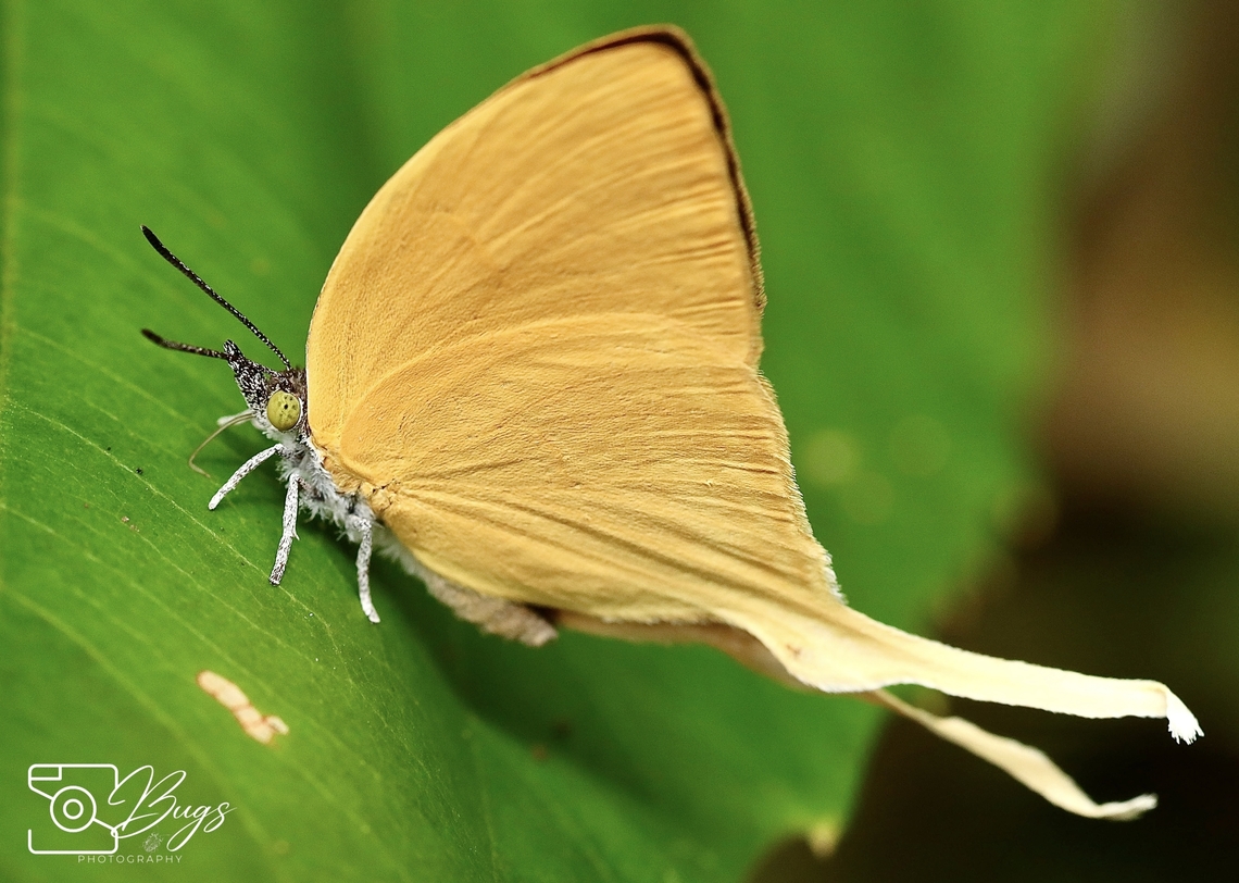 Common Yamfly, Kuching Loxura atymnus Loxura atymnus,Yamfly