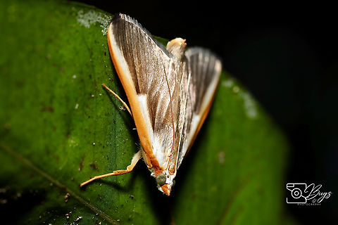 Pearl Moth, Kuching Pylartes subcostalis Pylartes subcostalis