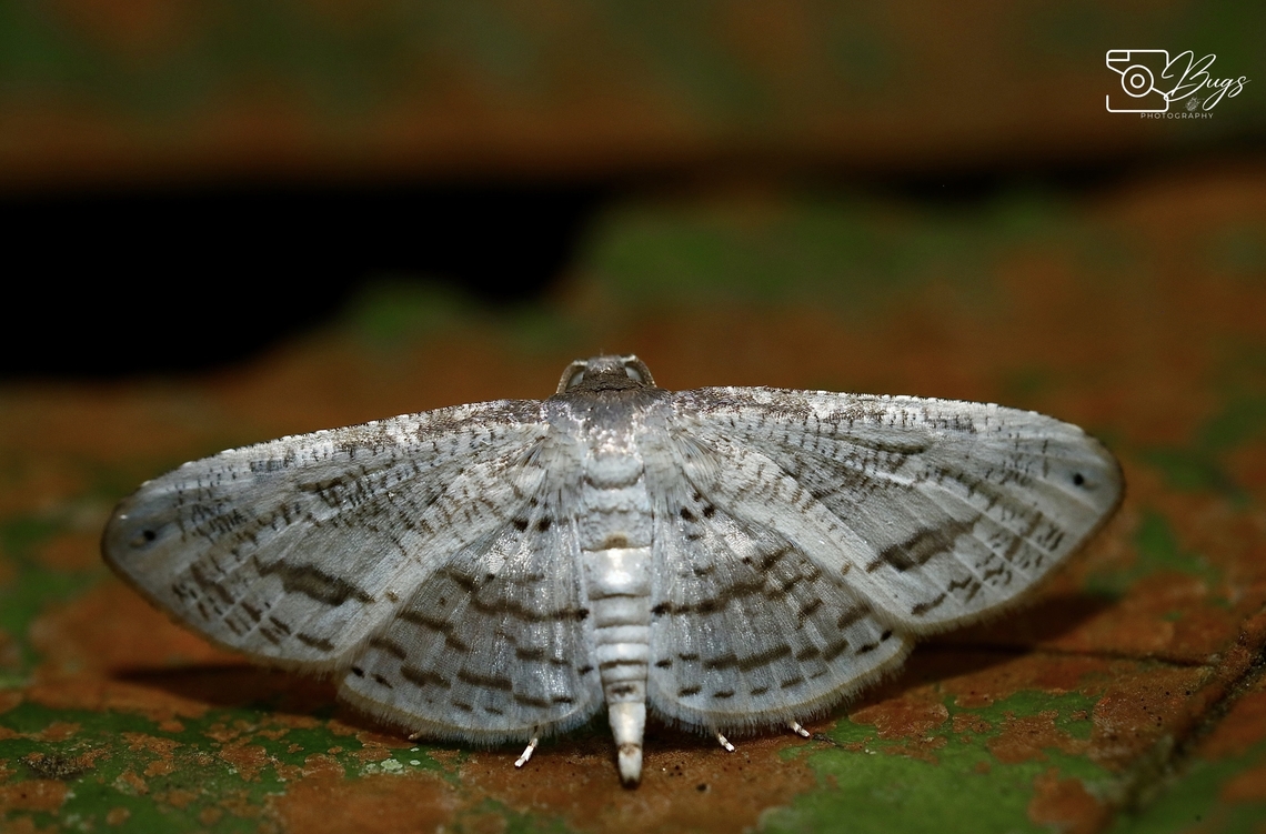 Moth of Borneo, Kuching Rhodoneura citrina Rhodoneura citrina