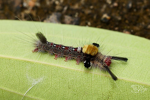 Caterpillar of Brown Tussock Moth, Kuching Olene mendosa Olene mendosa