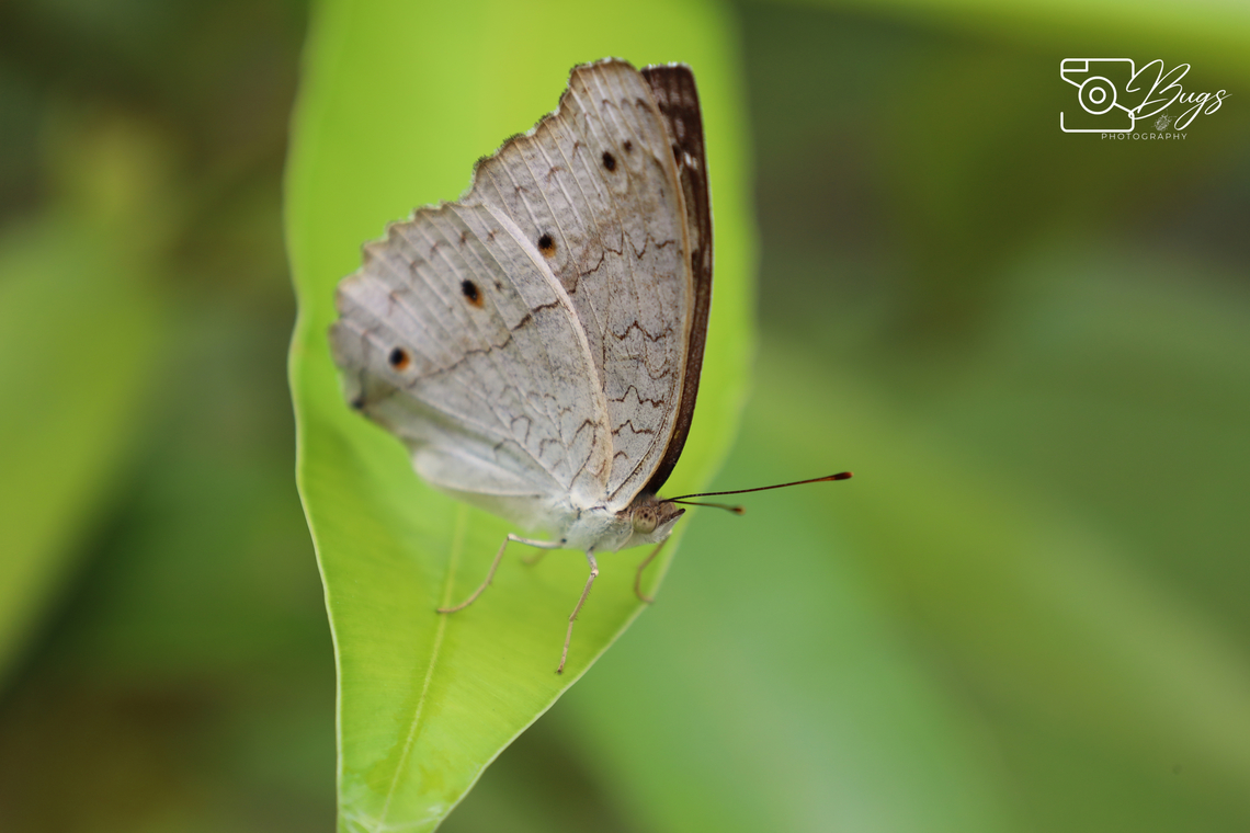 Gray Pansy Butterfly, Kuching Junonia atlites Gray pansy,Junonia atlites