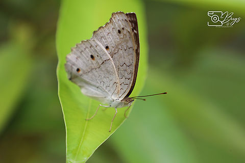 Gray Pansy Butterfly, Kuching Junonia atlites Gray pansy,Junonia atlites