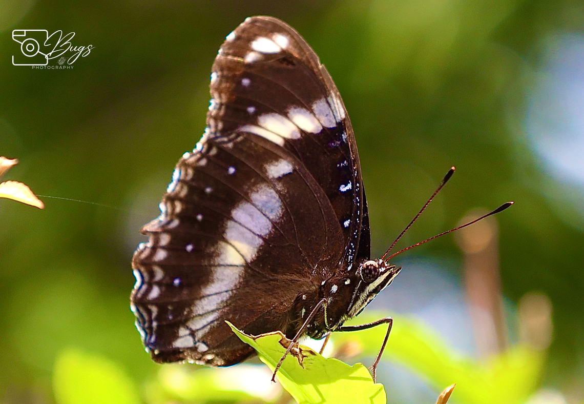 Great Eggfly, Kuching  Hypolimnas bolina Hypolimnas bolina,Varied Eggfly