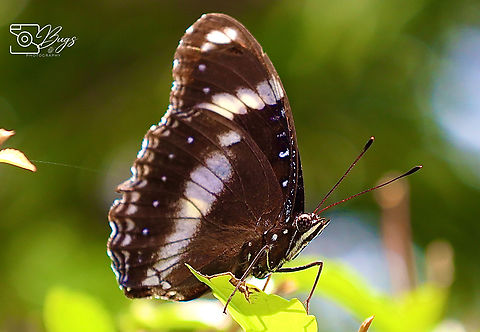 Great Eggfly, Kuching  Hypolimnas bolina Hypolimnas bolina,Varied Eggfly