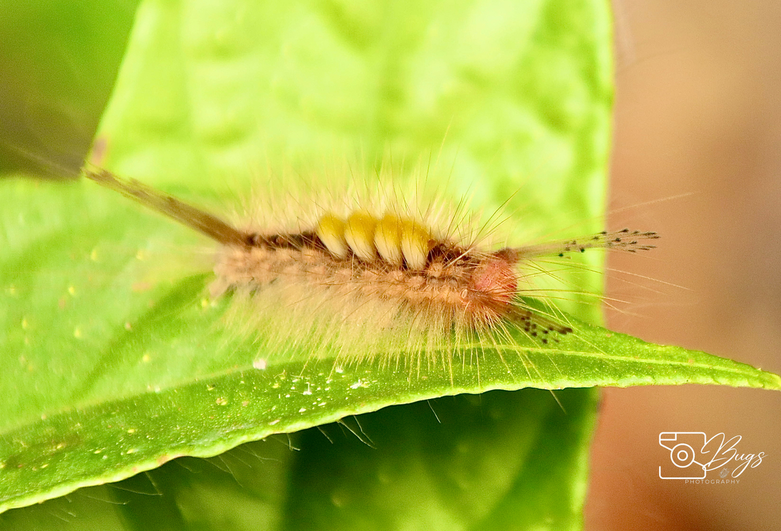 Caterpillar of Cocoa Tussock Moth, Kuching Orgyia postica Cocoa tussock moth,Orgyia postica