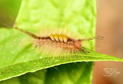Caterpillar of Cocoa Tussock Moth, Kuching Orgyia postica Cocoa tussock moth,Orgyia postica