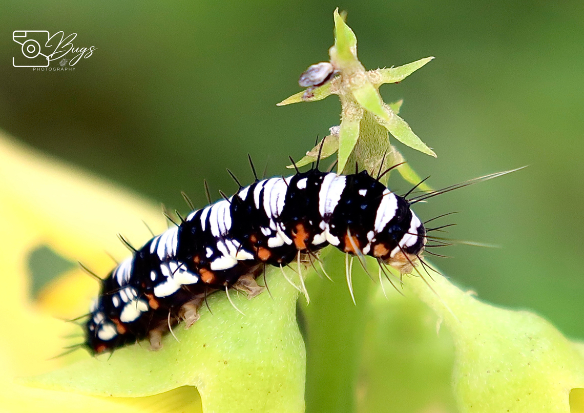 Caterpillar of Crotalaria podborer Moth, Kuching Argina astrea Argina astrea,Crotalaria podborer