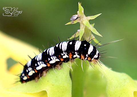 Caterpillar of Crotalaria podborer Moth, Kuching Argina astrea Argina astrea,Crotalaria podborer