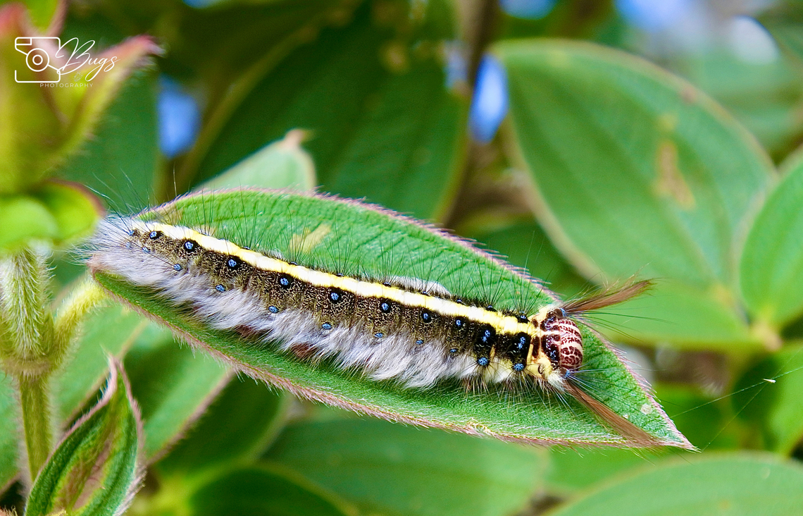 Caterpillar of Rose Myrtle Lappet Moth, Sabah Trabala vishnou Rose-myrtle lappet moth,Trabala vishnou