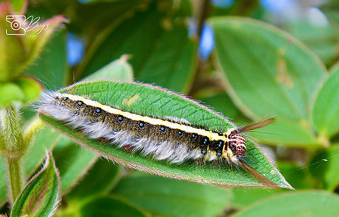 Caterpillar of Rose Myrtle Lappet Moth, Sabah Trabala vishnou Rose-myrtle lappet moth,Trabala vishnou