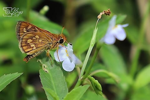 Malayan Grass Dart Skipper Butterfly, Kuching Taractrocera ardonia lamia Taractrocera ardonia