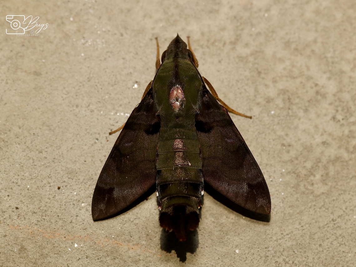 Hawk Moth, Kuching Macroglossum corythus Hummingbird hawk-moth,Macroglossum corythus,Macroglossum stellatarum