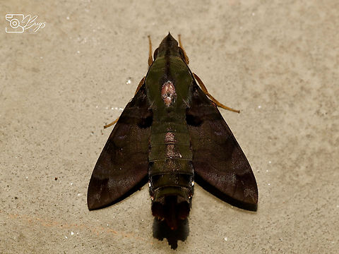Hawk Moth, Kuching Macroglossum corythus Hummingbird hawk-moth,Macroglossum corythus,Macroglossum stellatarum