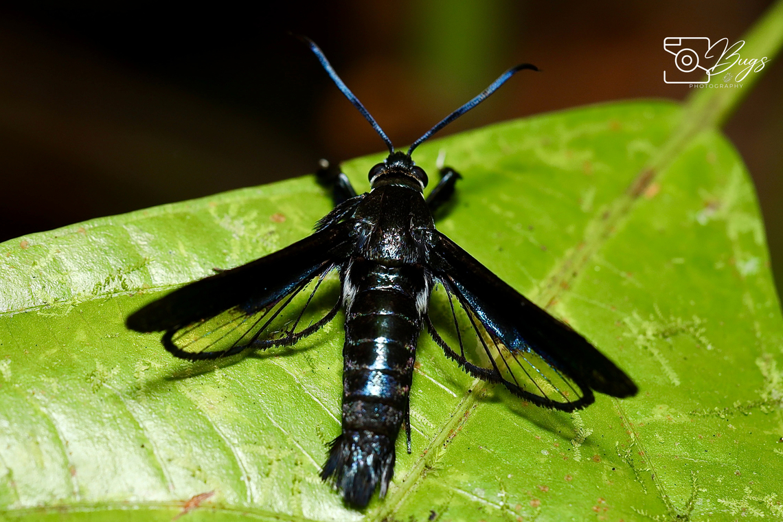 Clearwing Moth, Kuching Pseudosesia sp.<br />