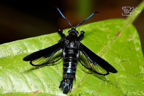Clearwing Moth, Kuching Pseudosesia sp.