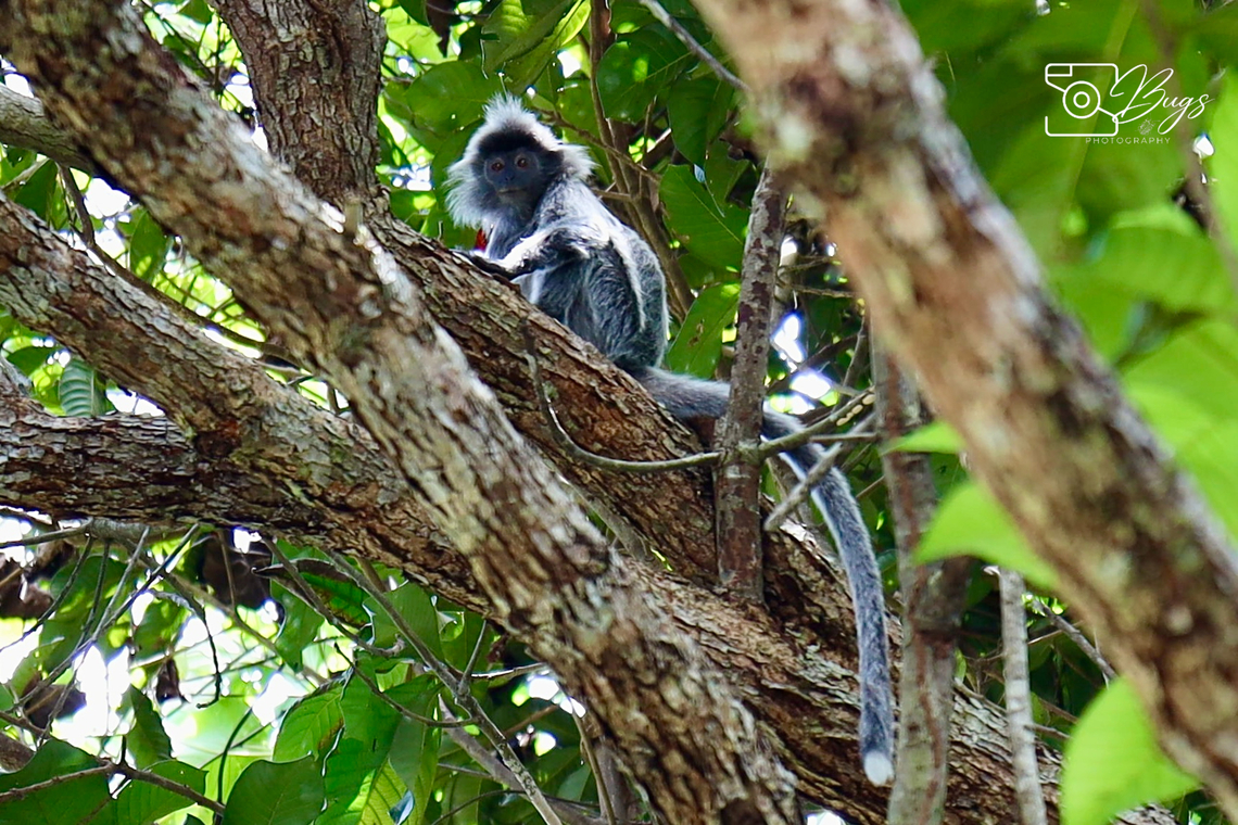 Silvered Leaf Monkey, Kuching Trachypithecus cristatus Silvery lutung,Trachypithecus cristatus
