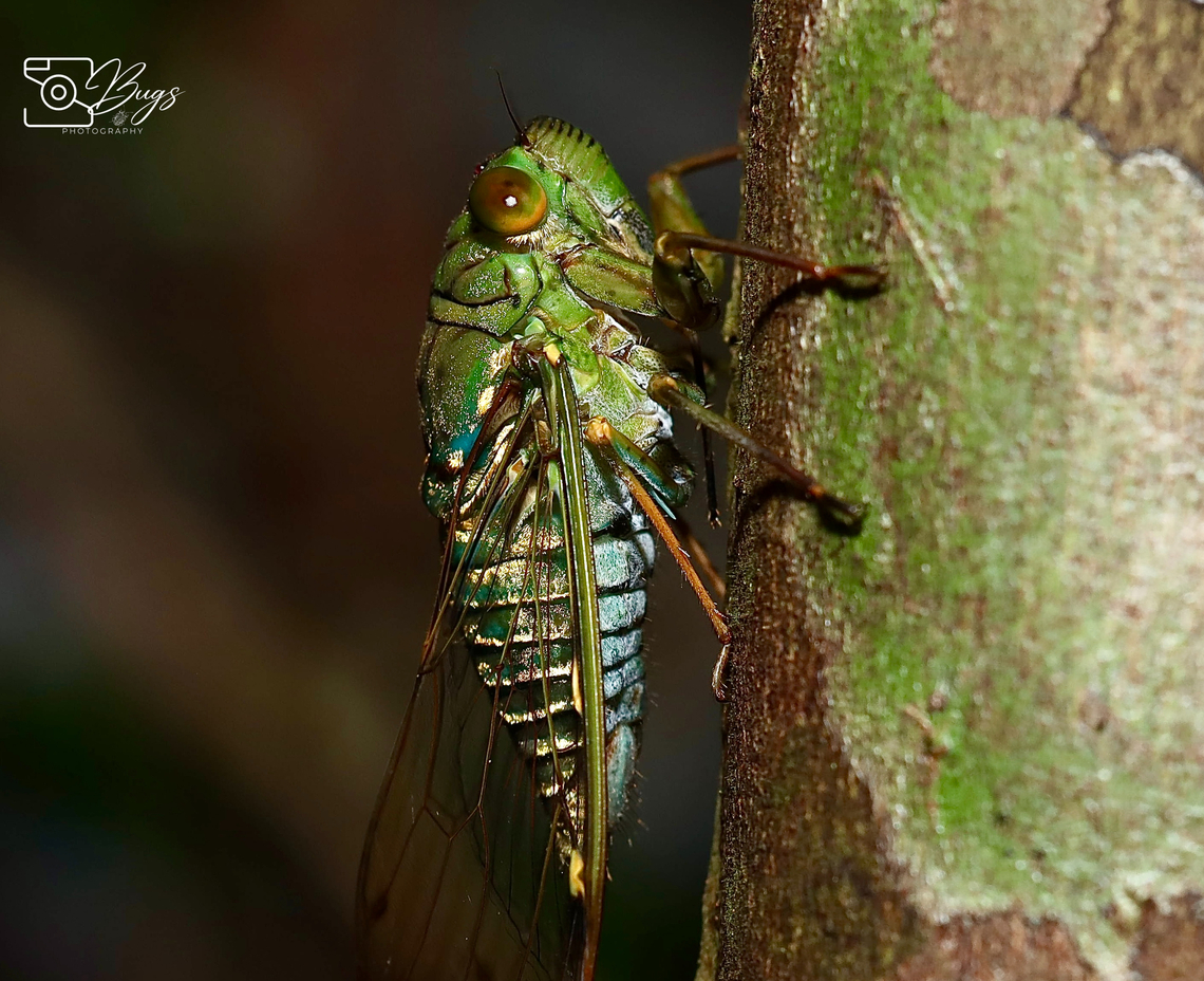 Cicada Borneo, Kuching Orientopsaltria alticola Orientopsaltria alticola