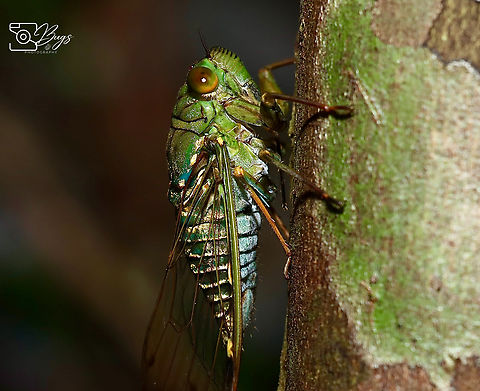 Cicada Borneo, Kuching Orientopsaltria alticola Orientopsaltria alticola