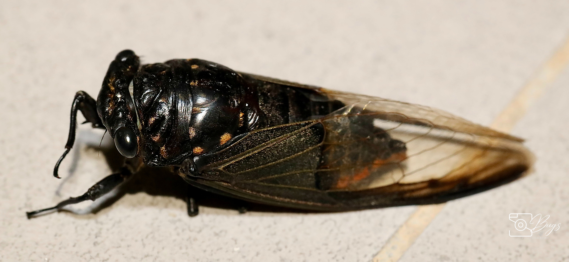Batwing Cicada, Kuching Cryptotympana aquila Batwing Cicada,Cryptotympana aquila