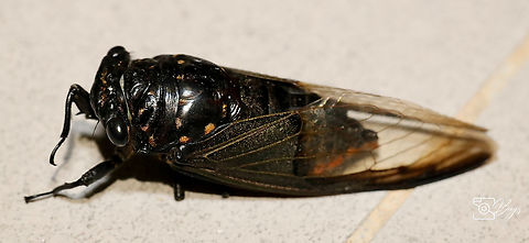 Batwing Cicada, Kuching Cryptotympana aquila Batwing Cicada,Cryptotympana aquila