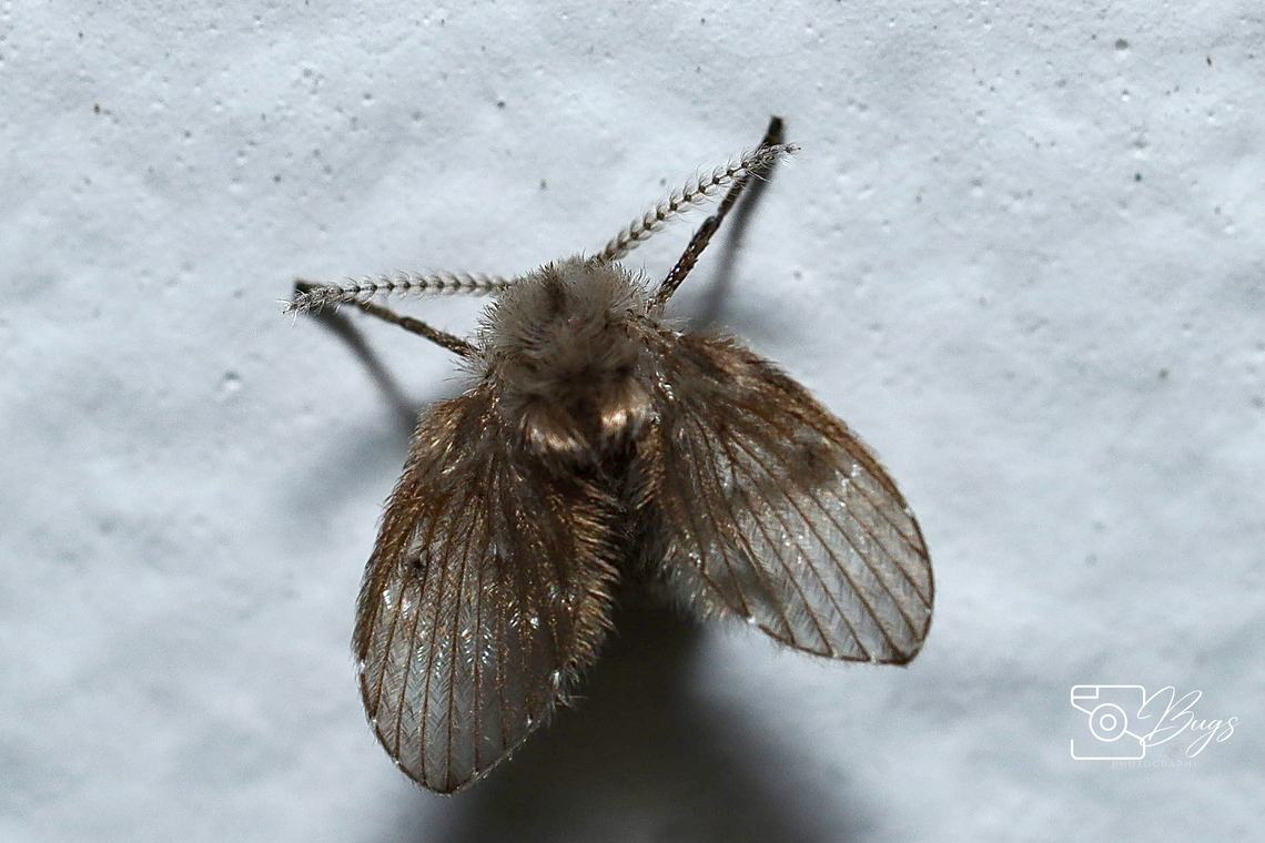 Bathroom Moth Fly, Kuching Clogmia albipunctata Bathroom Moth Fly,Clogmia albipunctata