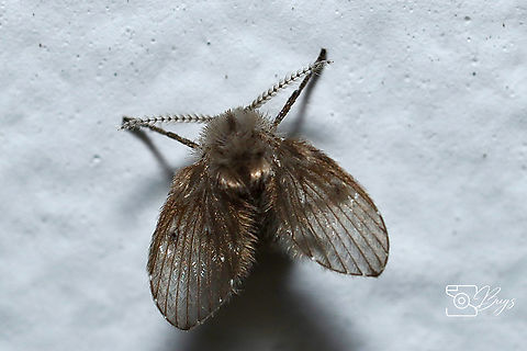 Bathroom Moth Fly, Kuching Clogmia albipunctata Bathroom Moth Fly,Clogmia albipunctata