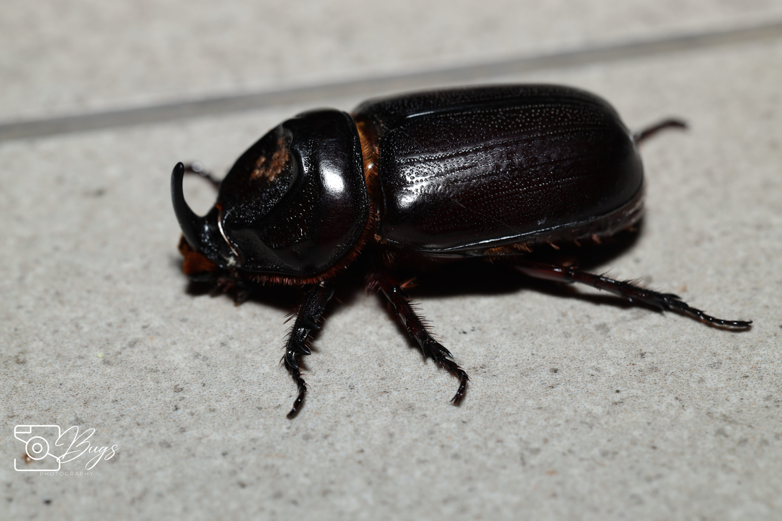Coconut Rhinoceros Beetle, Kuala Lumpur Oryctes rhinoceros Asiatic rhinoceros beetle,Oryctes rhinoceros