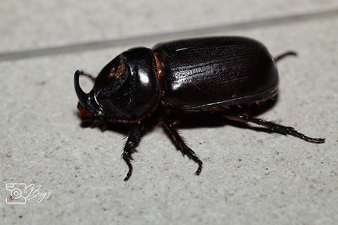 Coconut Rhinoceros Beetle, Kuala Lumpur Oryctes rhinoceros Asiatic rhinoceros beetle,Oryctes rhinoceros