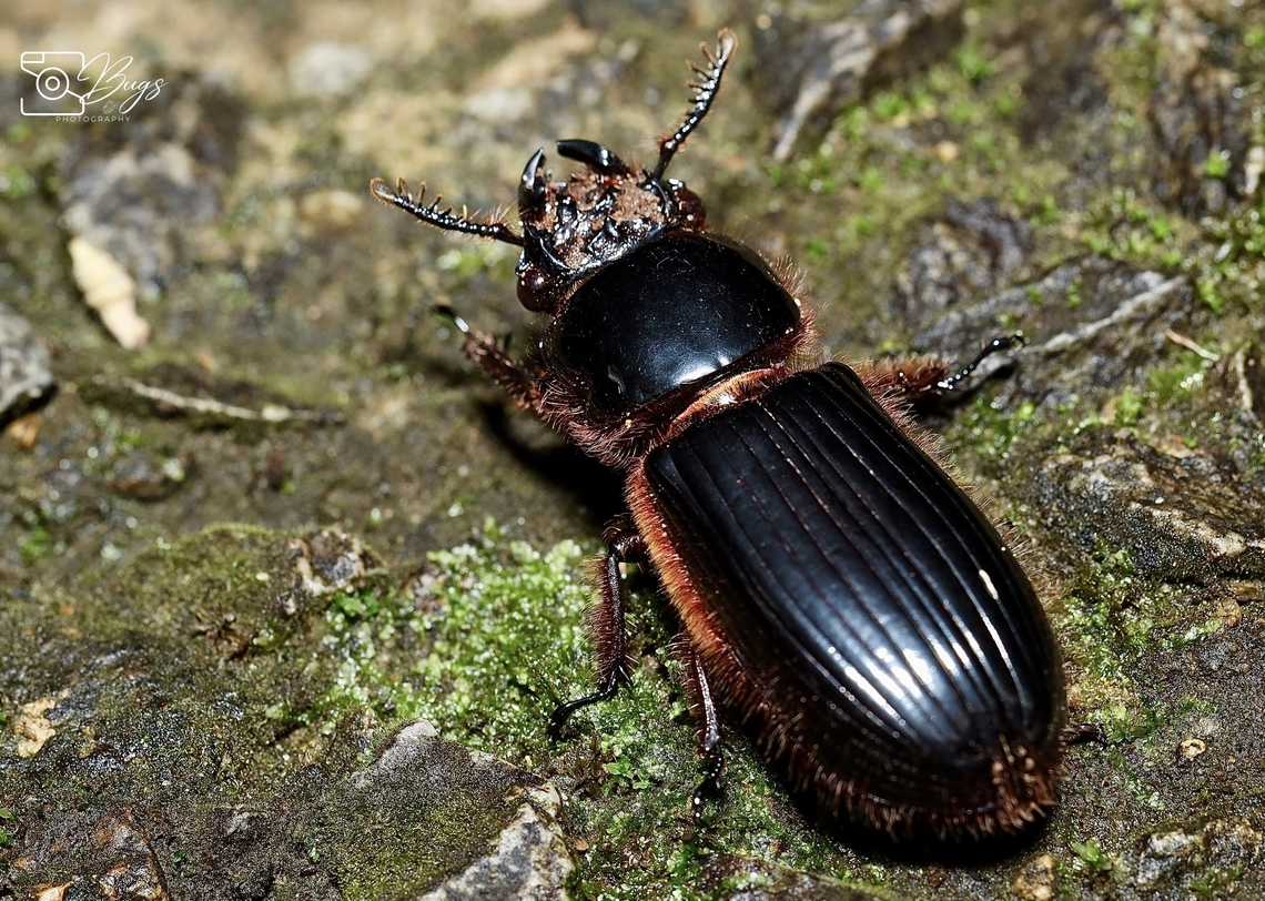 Bess Beetle, Kuching Aceraius grandis Aceraius grandis