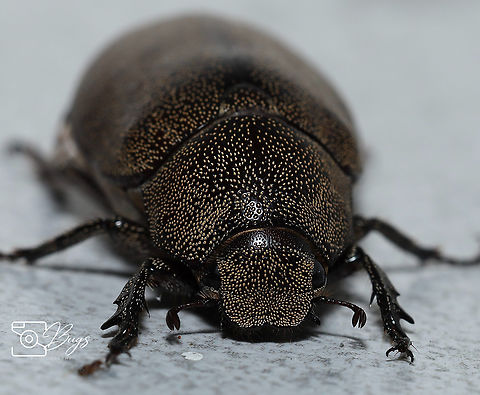 Scarab Beetle, Kuching Leucopholis staudingeri Leucopholis staudingeri