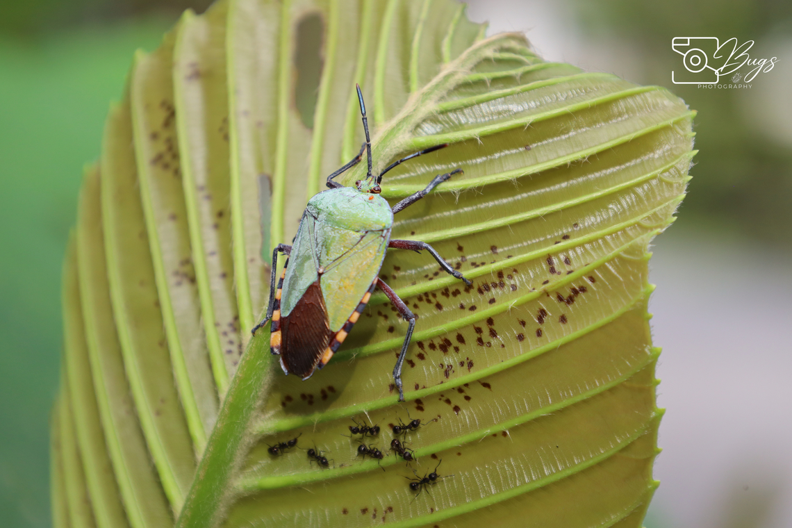 Giant Shield Bug, Kuching Pycanum rubens Pycanum rubens